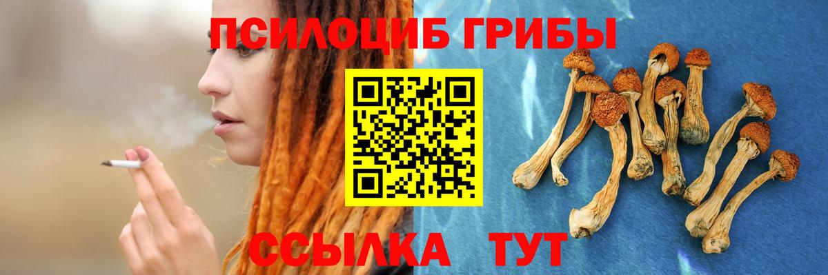 Галлюциногенные грибы Psilocybe Новочеркасск